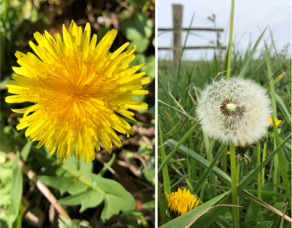 Pissenlit (Taraxacum sp.) &copy; Nicolas Macaire / LPO